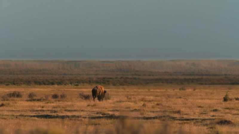 The bison herds
