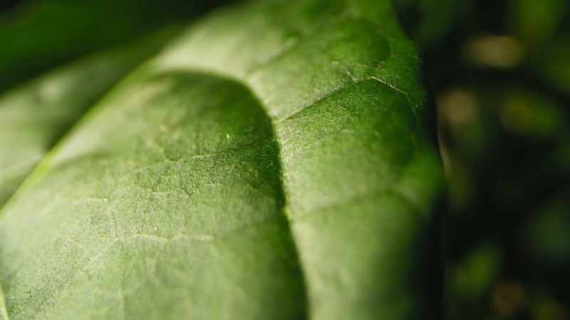 The bixa tree floods its leaves with toxins