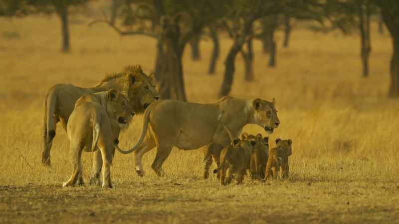 The black-maned males will return