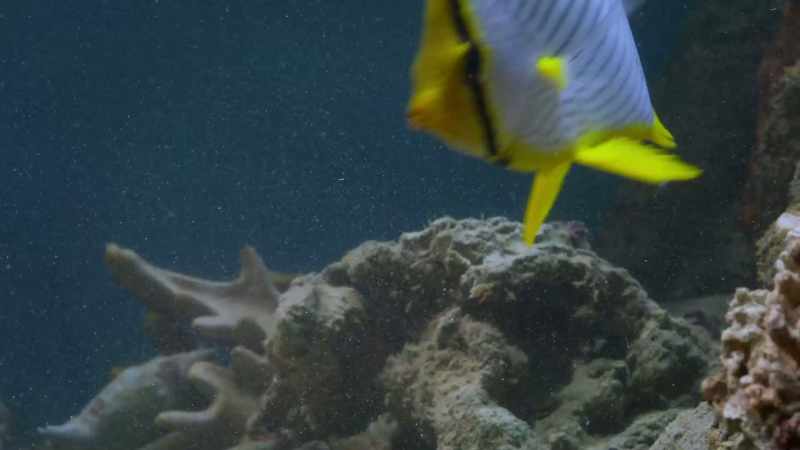 The blenny's deceit may work for a time