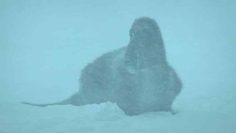 The blizzard now brings a temporary truce