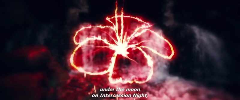 The blood flower blooms once a year