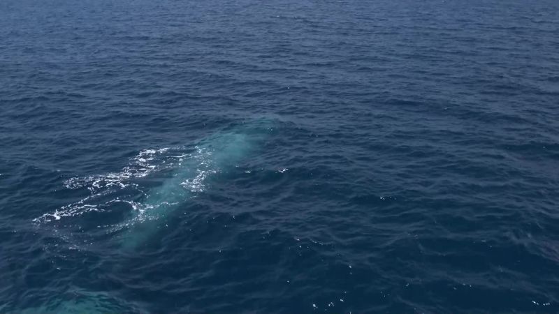 The blue whale, the largest animal ever to have lived
