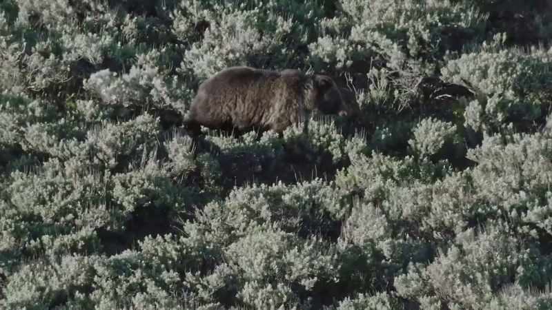 The boar must keep pace or risk losing her to a rival