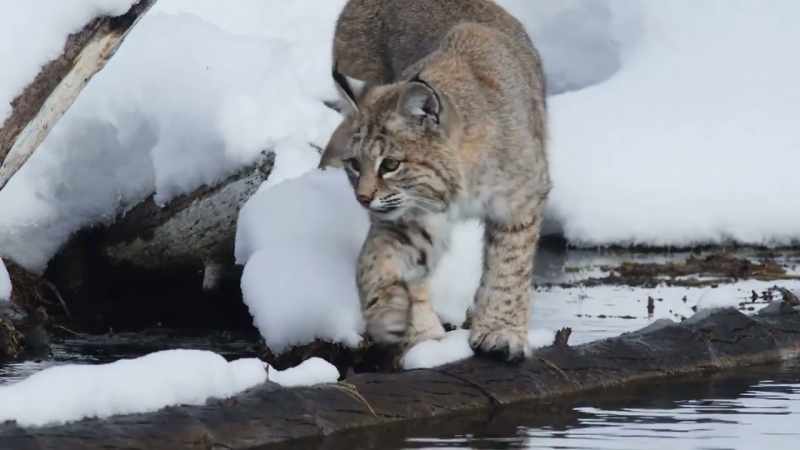 The bobcat is left with a puzzle