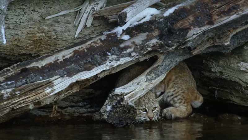 The bobcat was reluctant to jump