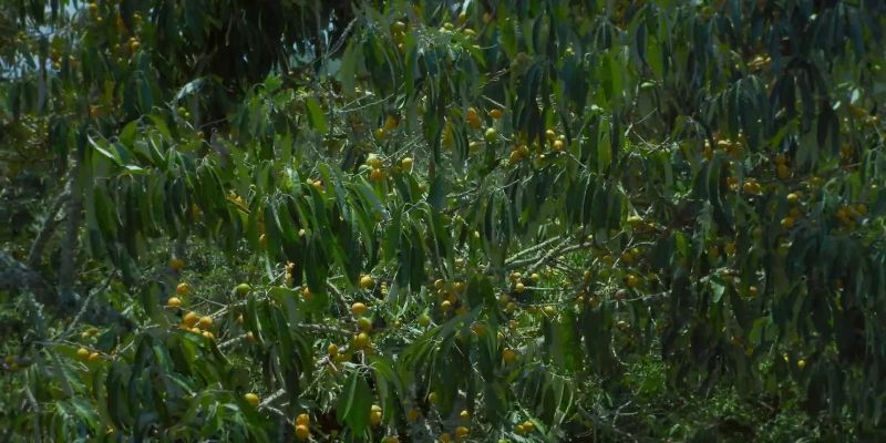 The borderlands are filled with Chrysophyllum