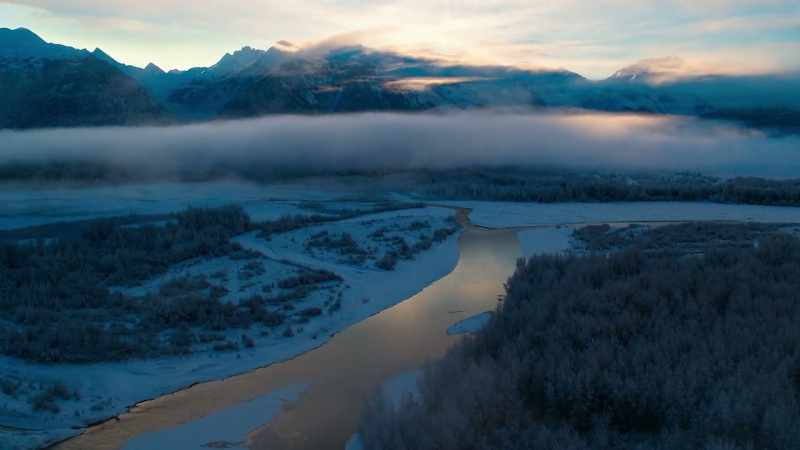 The boreal forest may be vast