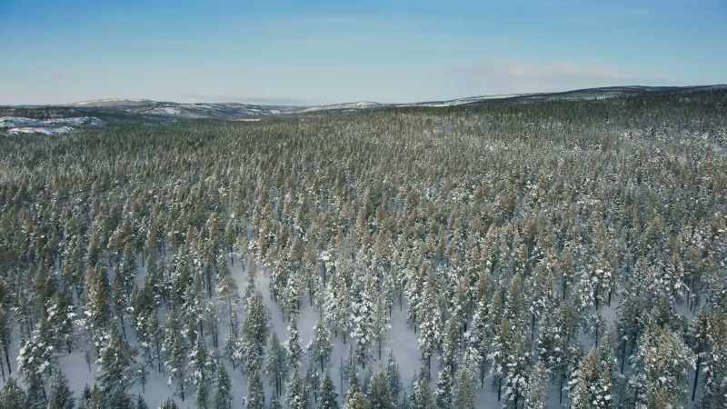 The boreal forest