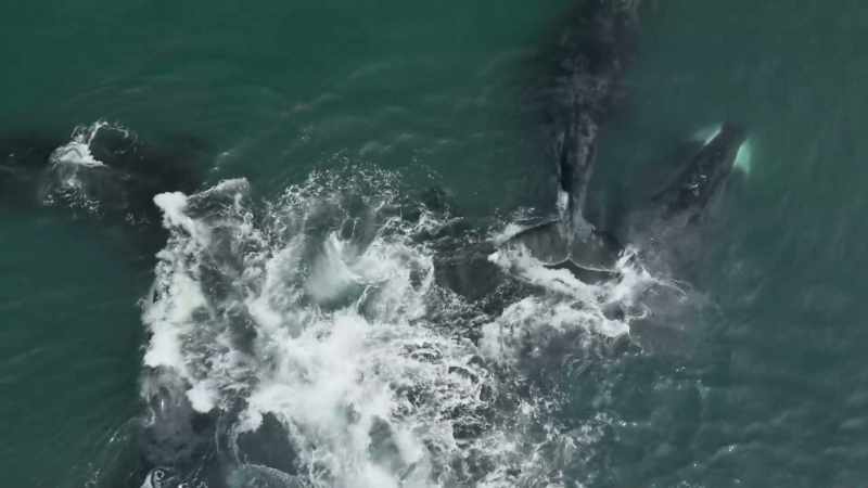 The bow heads retreat into the shallows