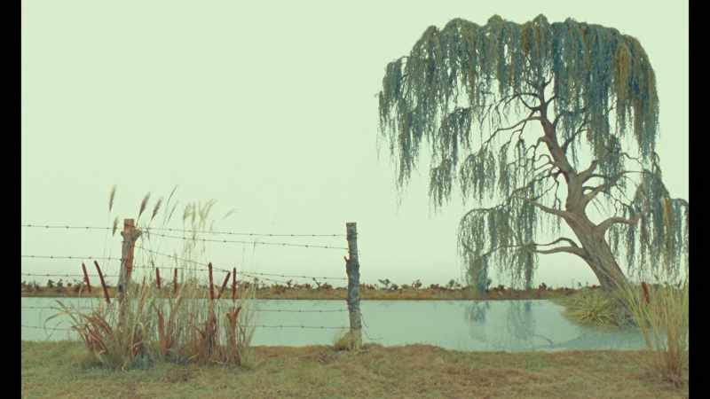 The branches hung down from a great height