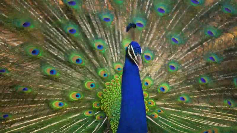 The brighter a male's colours