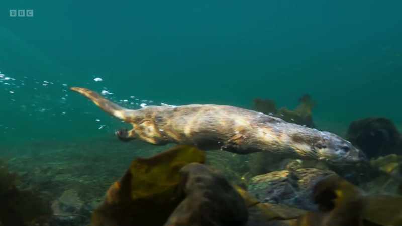 The British Isles are globally important for nature