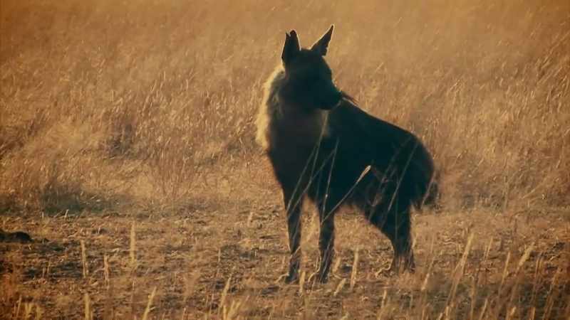 THE BROWN HYENA IS FAR CLOSER TO THE DESCRIPTION