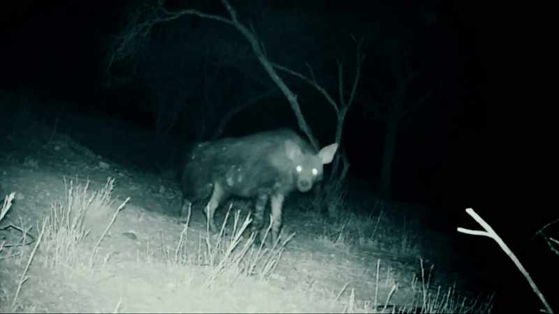 THE BROWN HYENA'S JAWS CAN OPEN WIDE ENOUGH