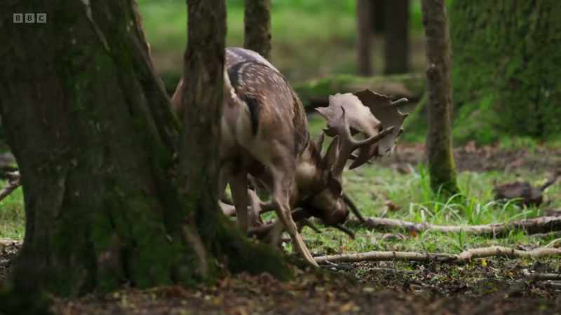 The bucks can weigh up to 100 kilos