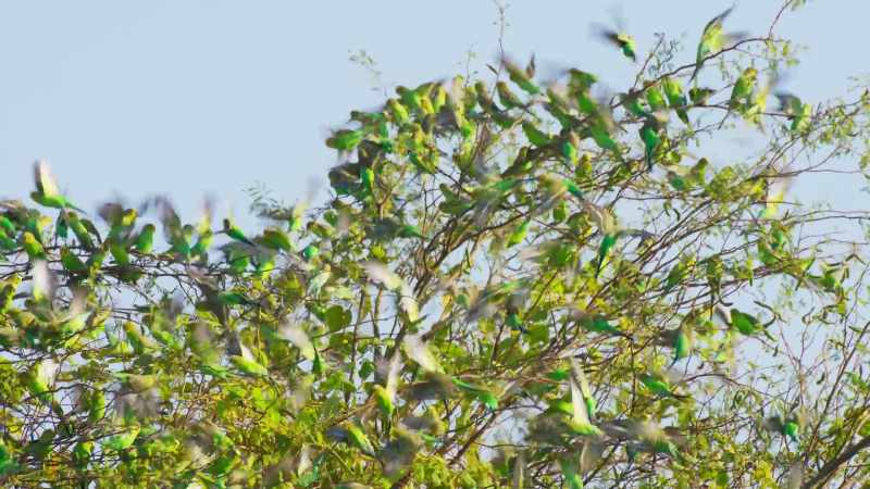 The budgies have a simple but very effective defence