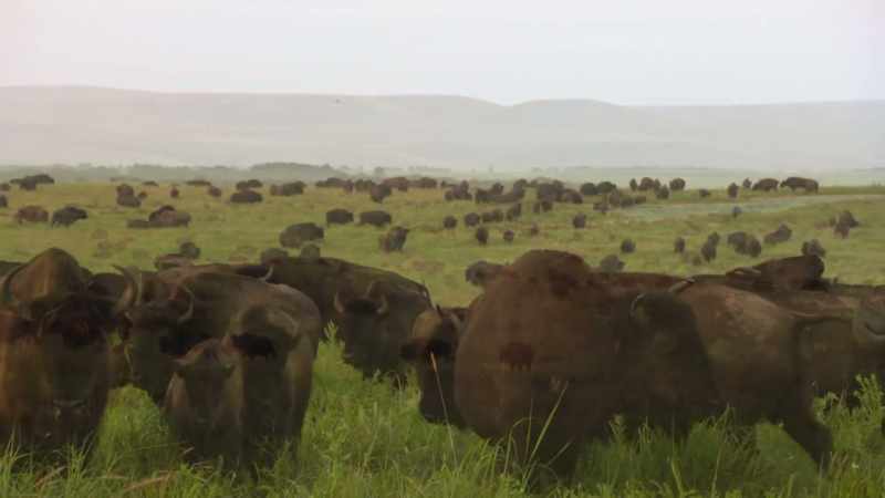 The buffalo frequently approach us