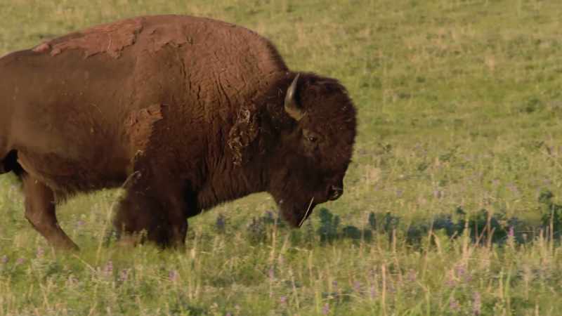 The buffalo will disappear