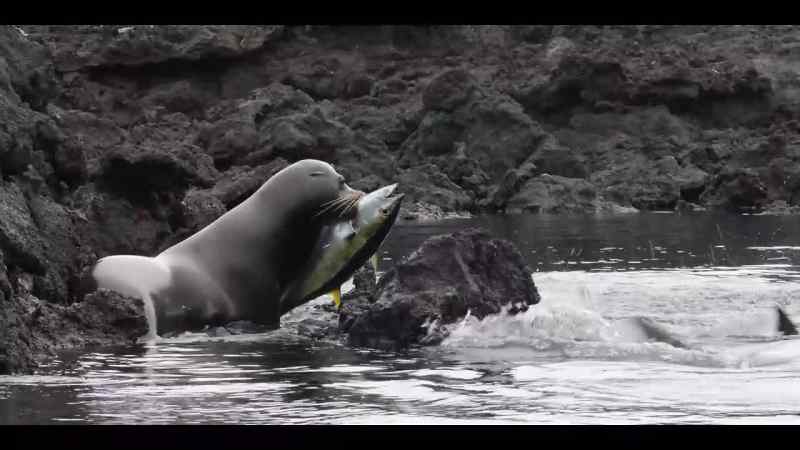 The bull has his catch, but is surrounded by sharks