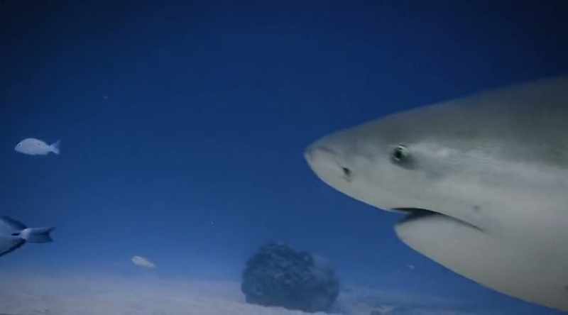 The bull shark beats it in bite force by