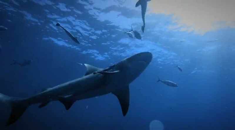 The bull sharks' bite is so dangerous because they apply