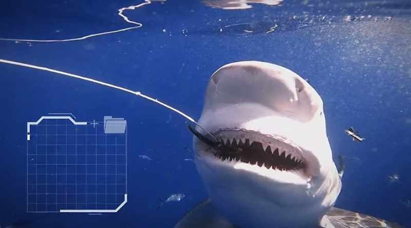 The bull sharks' bottom teeth are narrow