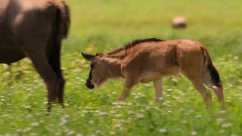 The calf must stay close to its mother