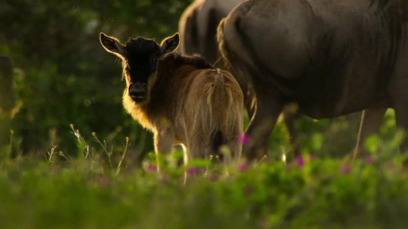 The calf must stay with its mother, protected within the herd