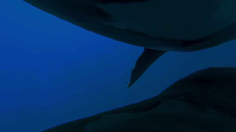 The calf sticks to its mother as closely as it can