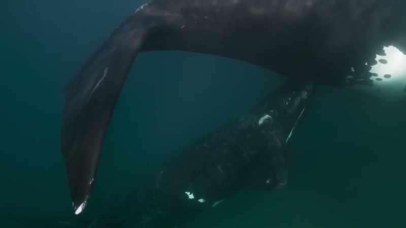 The calf is totally dependent on its mother