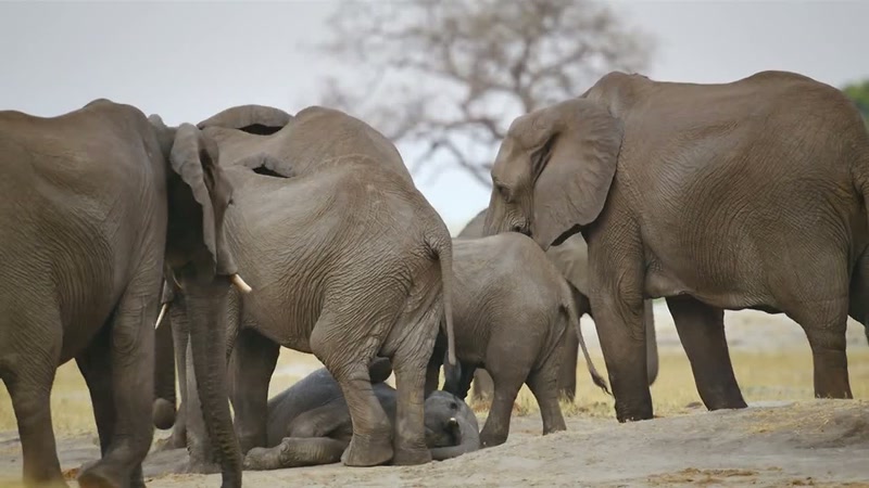 'The calf's two-year-old cousin is struggling