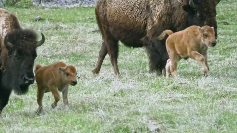 The calves stay close