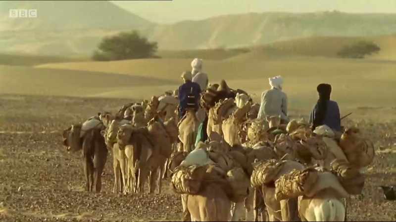 The camel, or dromedary
