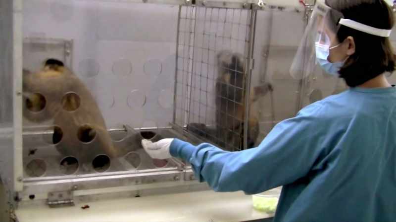 THE CAPUCHIN MONKEYS IN THE EXPERIMENT