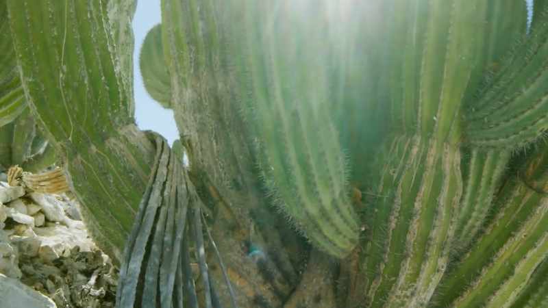 The cardones here can become so broad