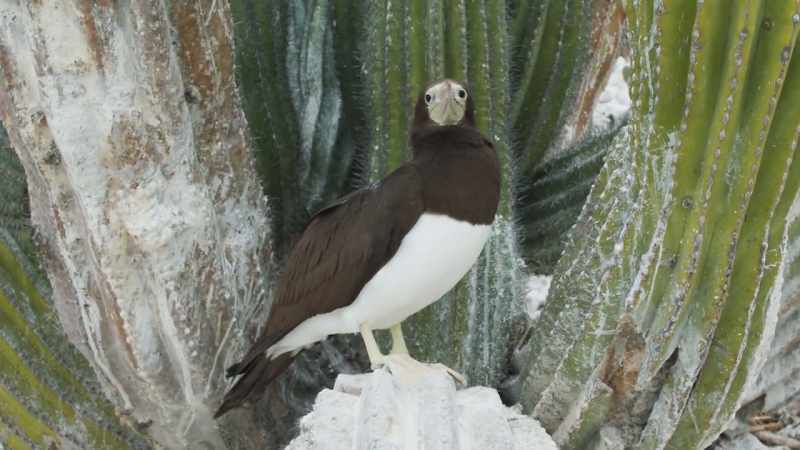 The cardones thrive because they're uniquely able