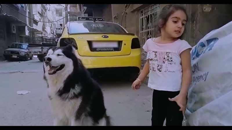 The cat ate the dog's food