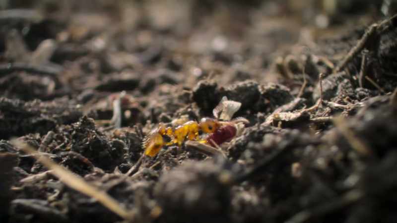 The caterpillar is an easy size to carry back to base