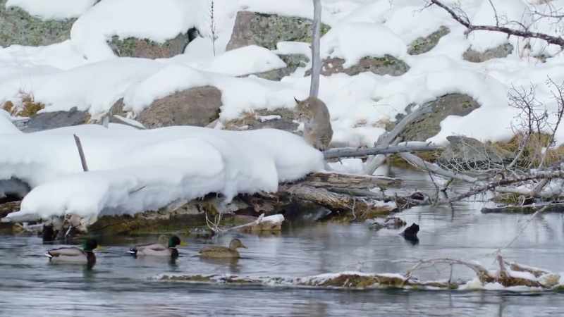 The cat's bold approach should concern the ducks