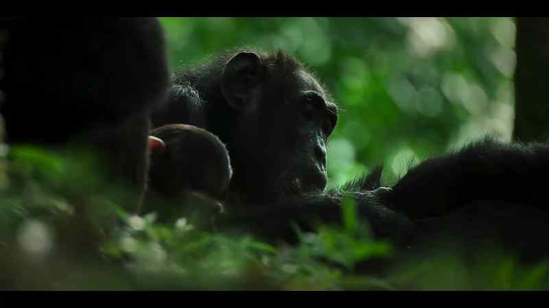 The central chimps have been caught off guard before