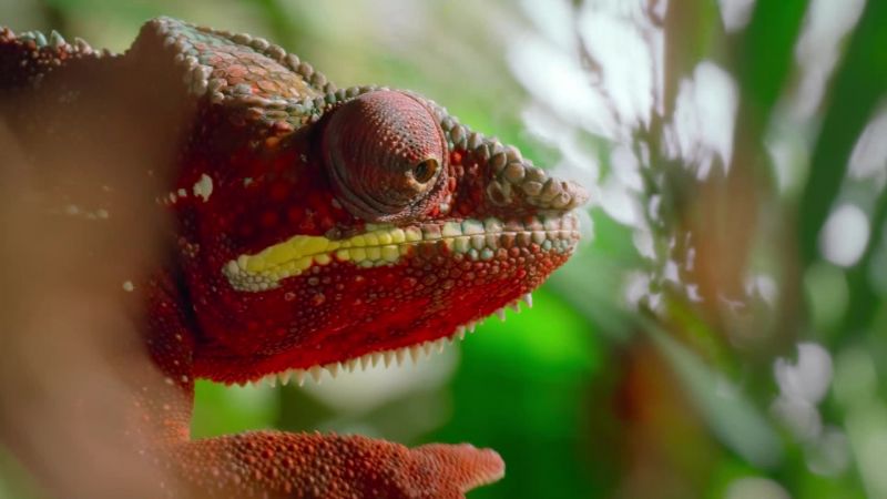 The chameleon locks on