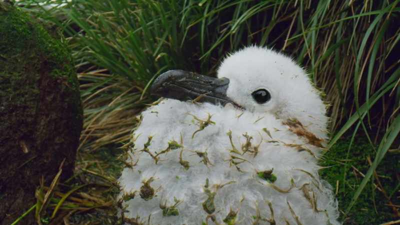 The chick is actually right below its parent