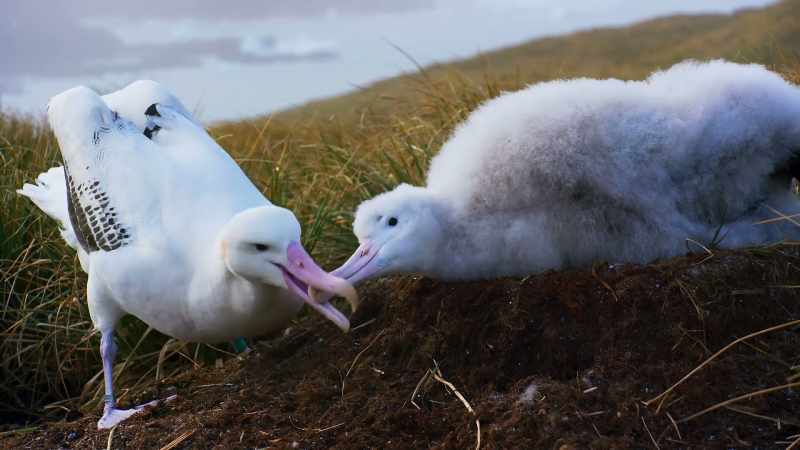 The chick will need a regular supply of regurgitated fish and squid