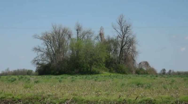 The Chickasawba mound in Arkansas
