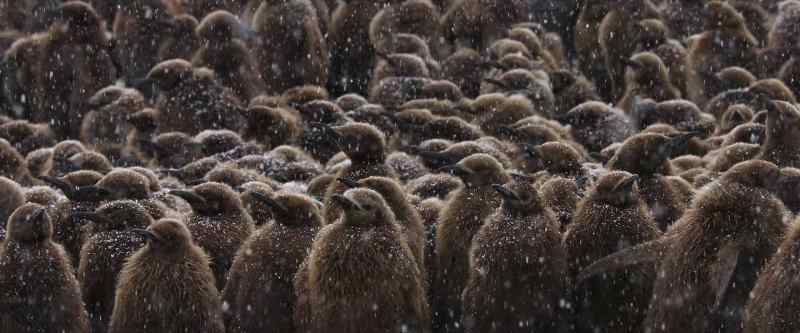 The chicks only refuge from the cold