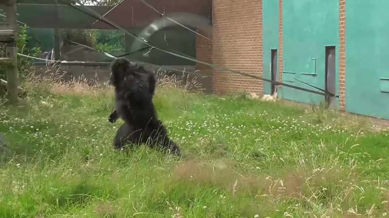 The chimp took a liking to me instantly for some reason