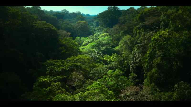 The chimps are heading to their northern border