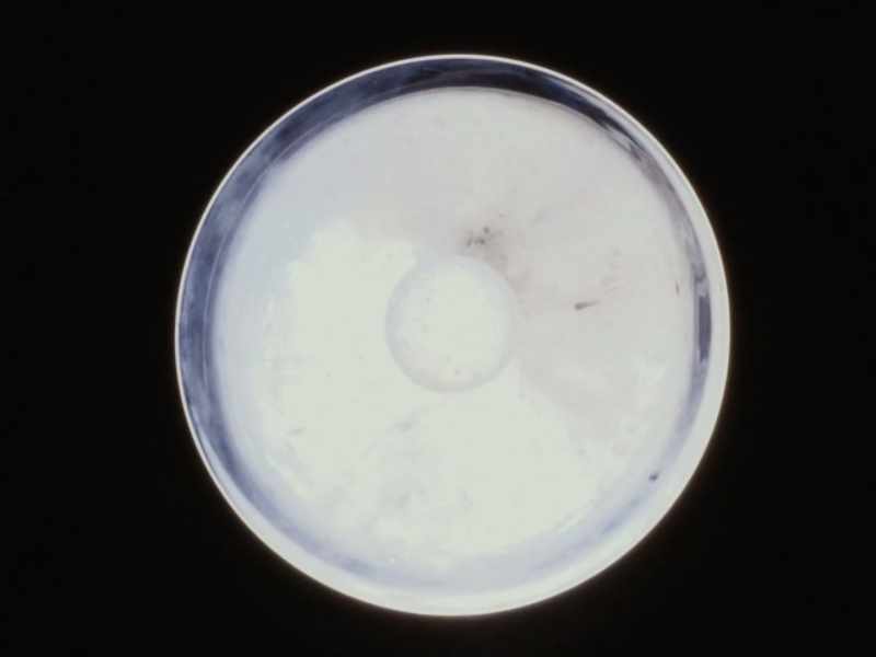 The circle of light is yours