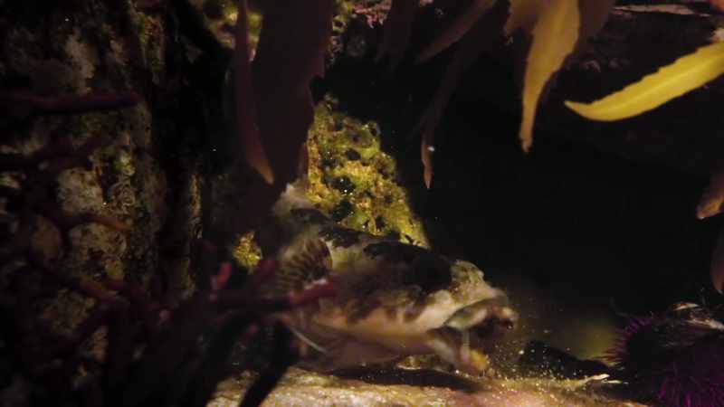 The clingfish then swallows it